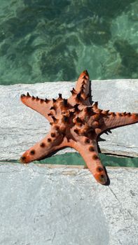 starfish photo