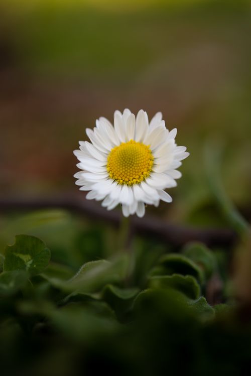Free Beautiful close-up of a white daisy flower in a serene İstanbul meadow, perfect for nature lovers. Stock Photo