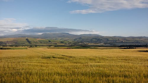 Imagine de stoc gratuită din activități agricole, agricultură, câmp