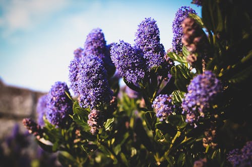 Free stock photo of flower, hazy, plant