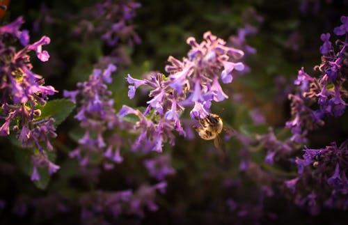 Free stock photo of bee, feeding, insect