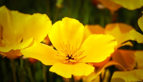 Gratis arkivbilde med blomst, dis, gul