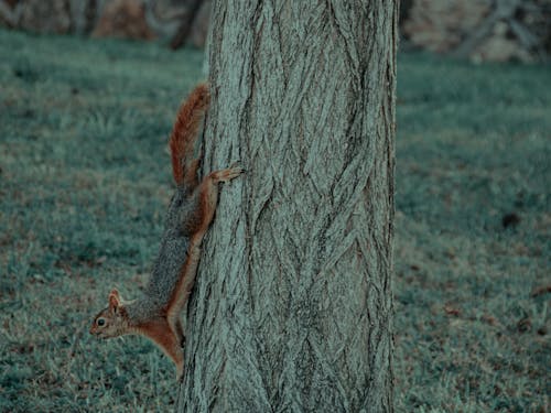 A squirrel is climbing up a tree trunk