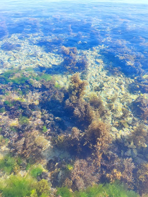 Kostenloses Stock Foto zu beruhigendes wasser, blaues wasser, leben im meer