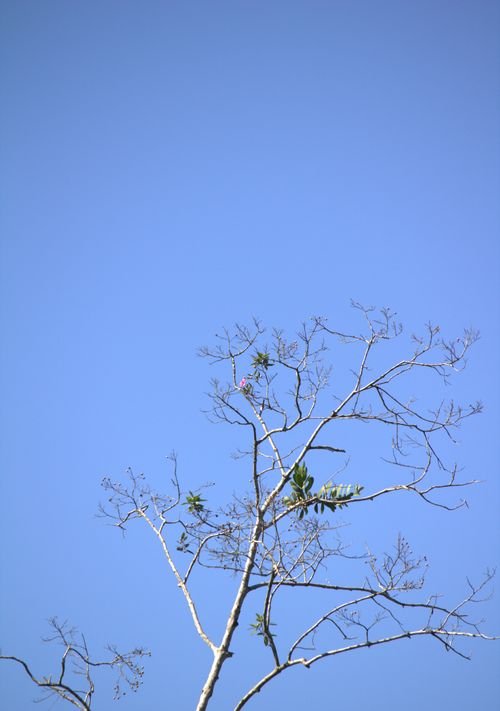 Free Minimalist image of leafless tree branches set against a vivid blue sky in Guaratuba, Brazil. Stock Photo