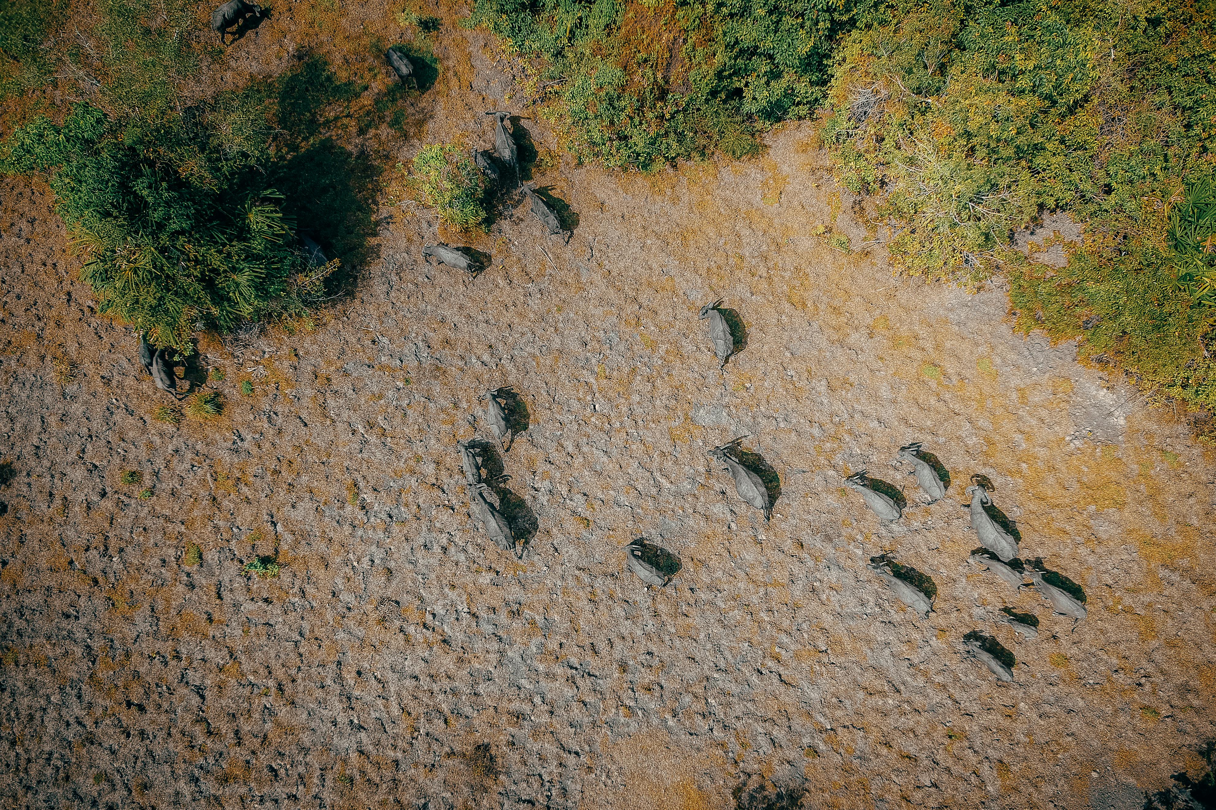 Herd of Animals · Free Stock Photo