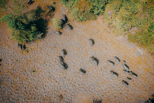 Foto d'estoc gratuïta de a l'aire lliure, animals, arbres