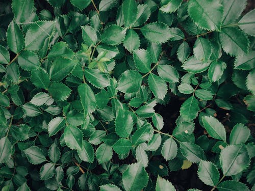 Green Leaf Plants