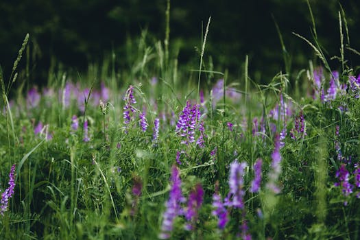 宁静的田野上，郁郁葱葱的绿草中盛开着充满活力的紫色野花