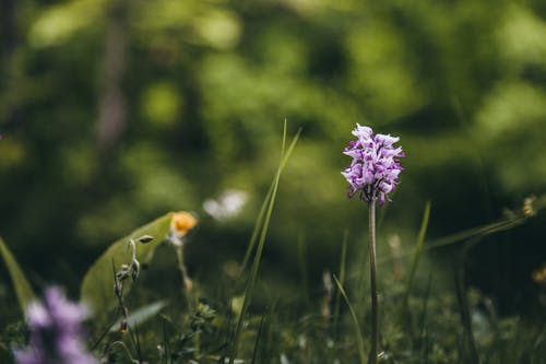 Nahaufnahmefoto Der Lila Blume