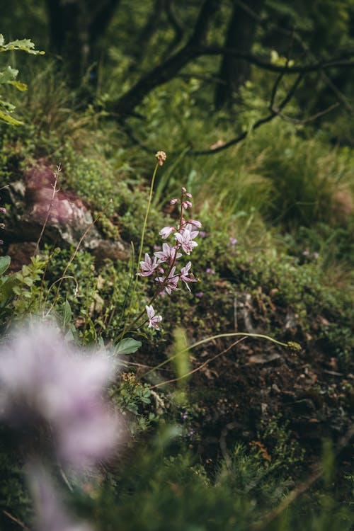 Purple Flowers