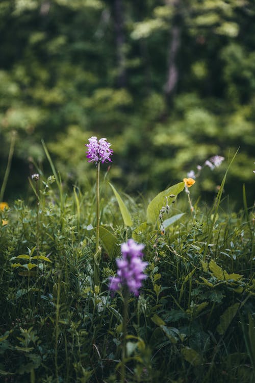 Selectieve Aandacht Foto Van Paarse Bloemen