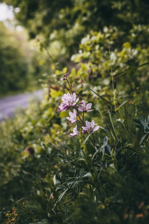 Selectieve Aandacht Foto Van Paarse Bloemen