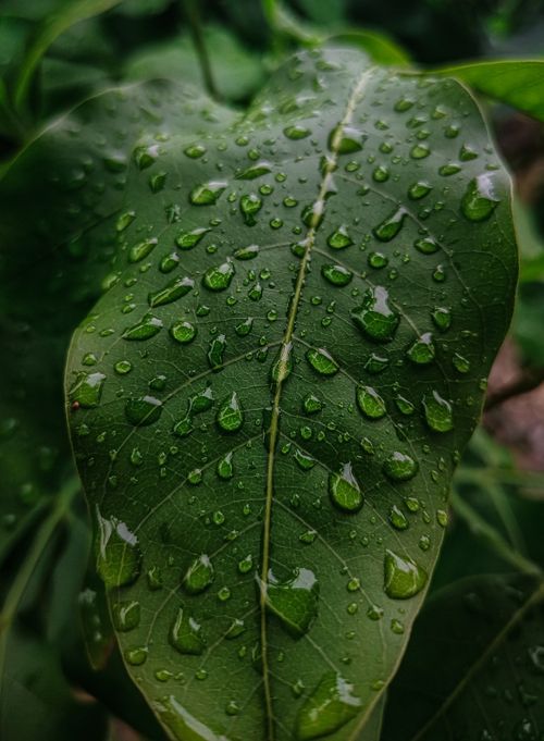 Free A detailed view of a leaf with glistening raindrops, captured in sharp focus. Stock Photo