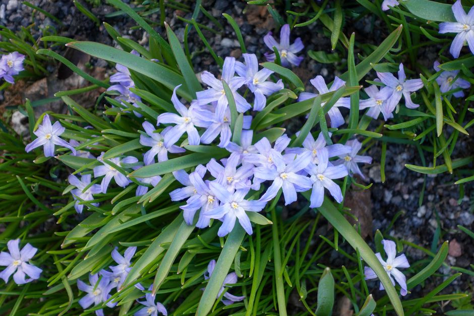 Beautiful blue Lucile's Glory-Of-The-Snow flowers in Lahti, Finland during springtime.
