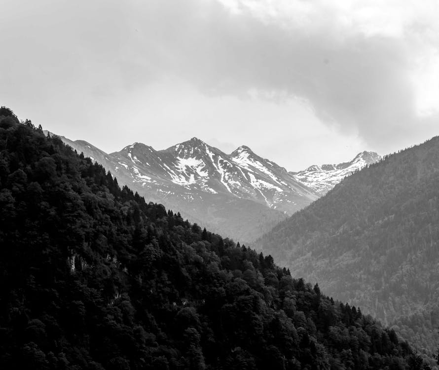 Безкоштовне стокове фото на тему «високий, гора, Деревина»