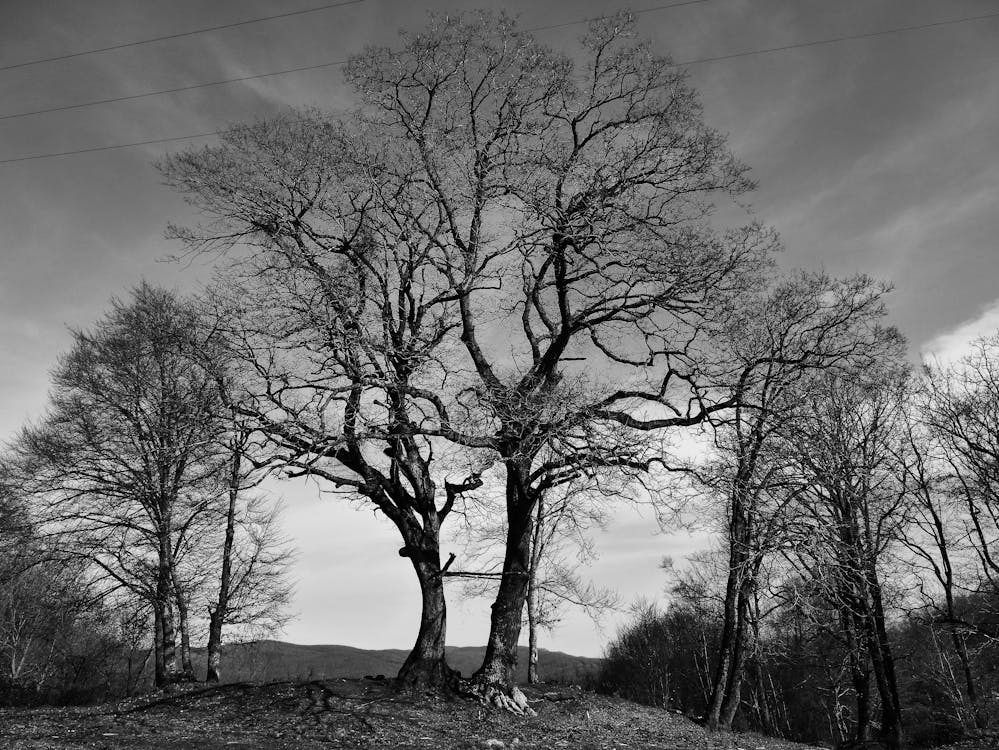 Black and white photograph of a tree in the woods