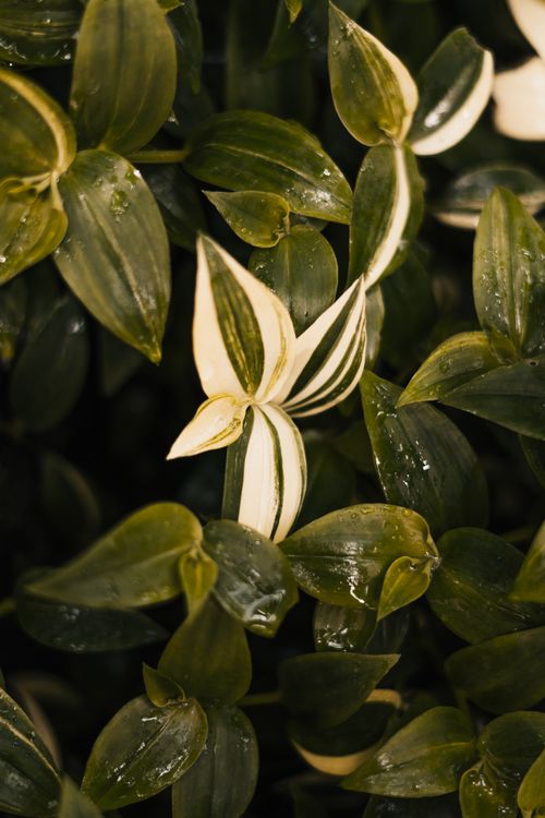 Free Striking green leaves with a unique white striped leaf, captured with glistening water droplets. Stock Photo