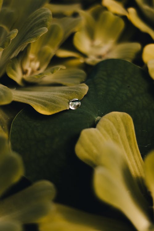 A single drop of water on a leaf