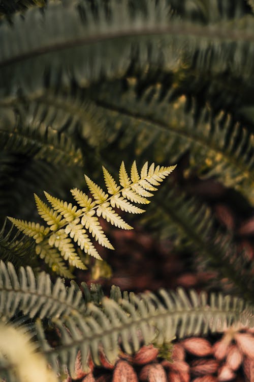 A fern leaf is shown in this photo