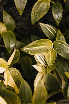 Detailed close-up shot of green orchid leaves with dew droplets on them, showcasing lush foliage.