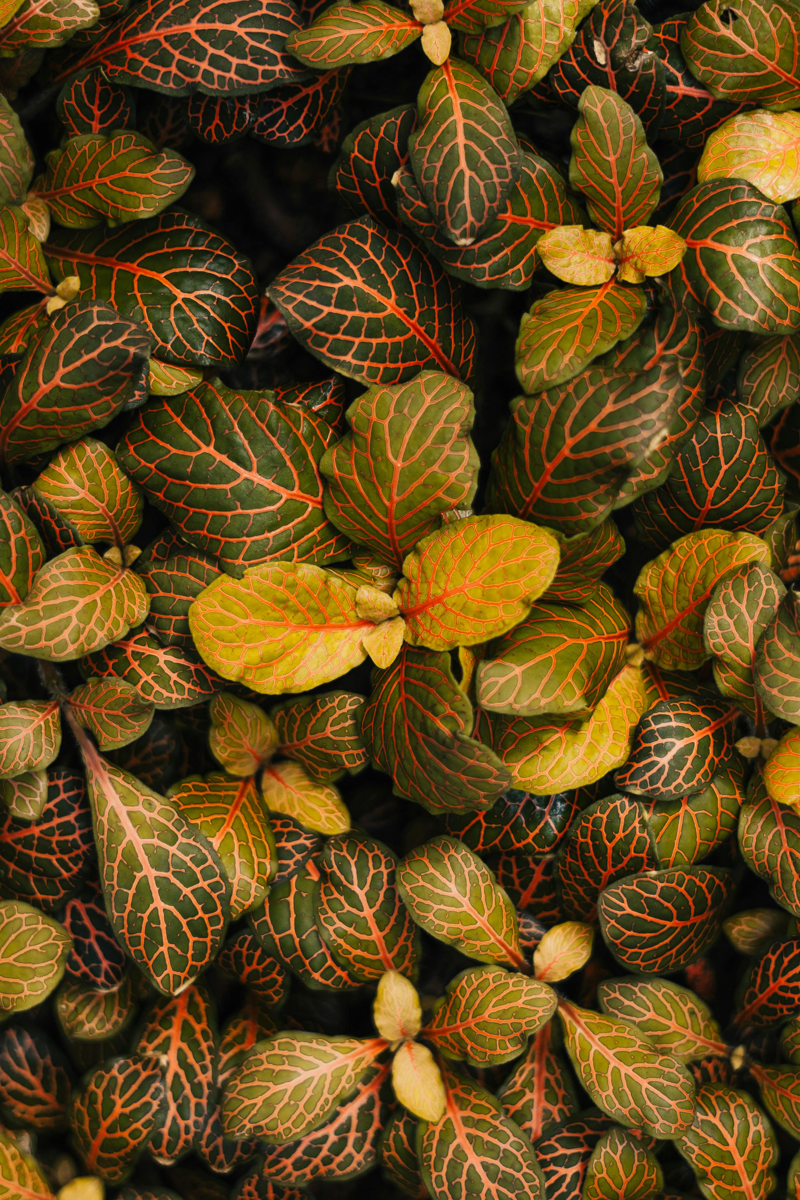 Detailed close-up of vibrant leaves showcasing intricate patterns in nature.