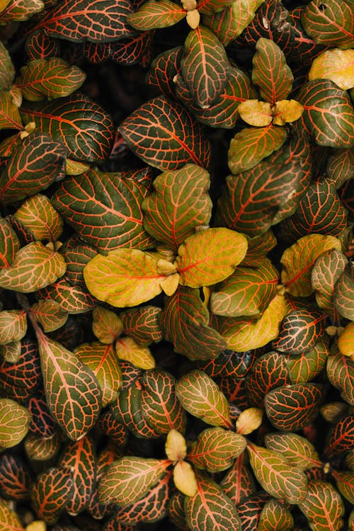 A close up of a plant with leaves