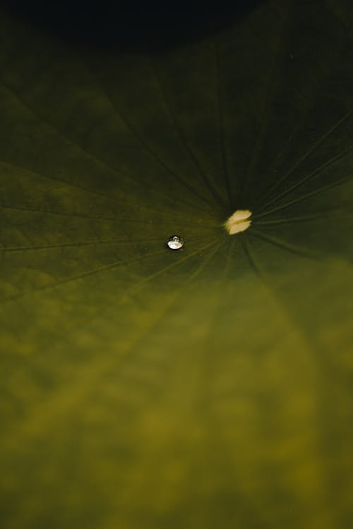 A close up of a water lily leaf with a single drop of water