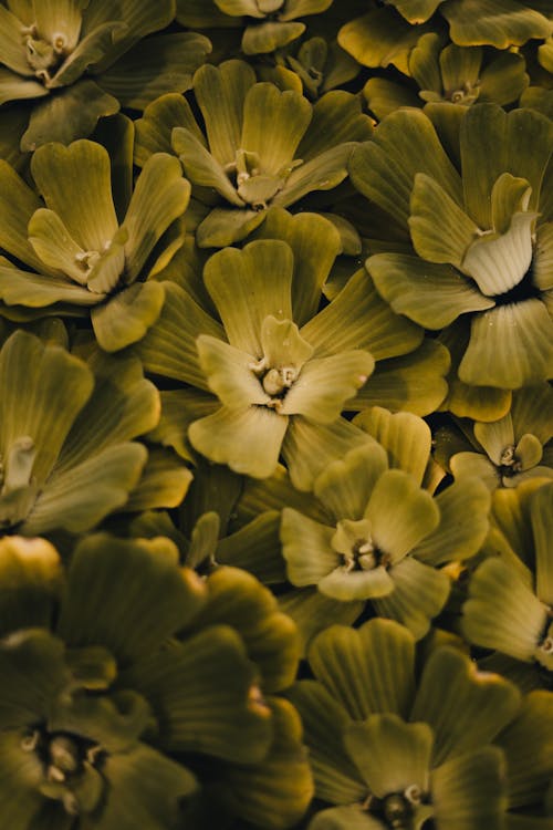 Ilmainen kuvapankkikuva tunnisteilla kasvikunta, kasvu, kaunis