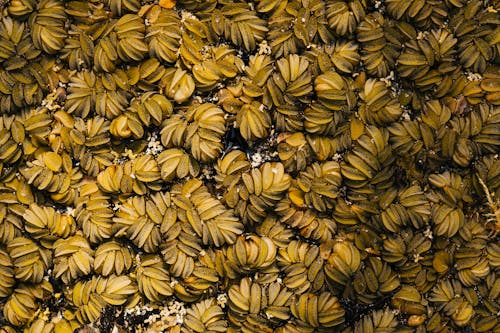 A close up of a bunch of bananas