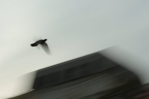 Kostenloses Stock Foto zu tauben, vogel fliegen, wildtaube