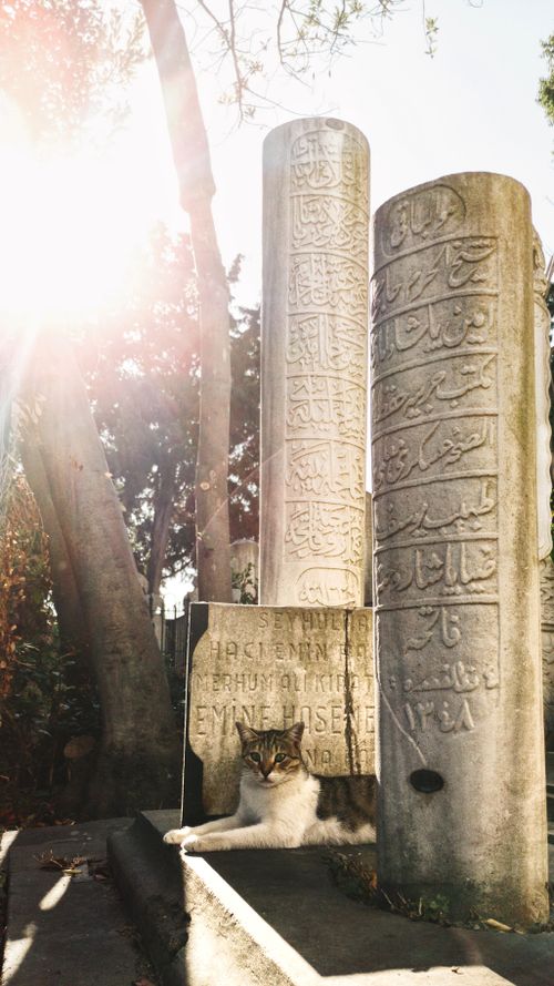 Free A peaceful cat rests beside ancient Ottoman gravestones, with sun rays providing a warm glow. Stock Photo