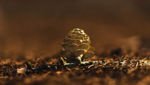 Gratis arkivbilde med blad, blomster, brun