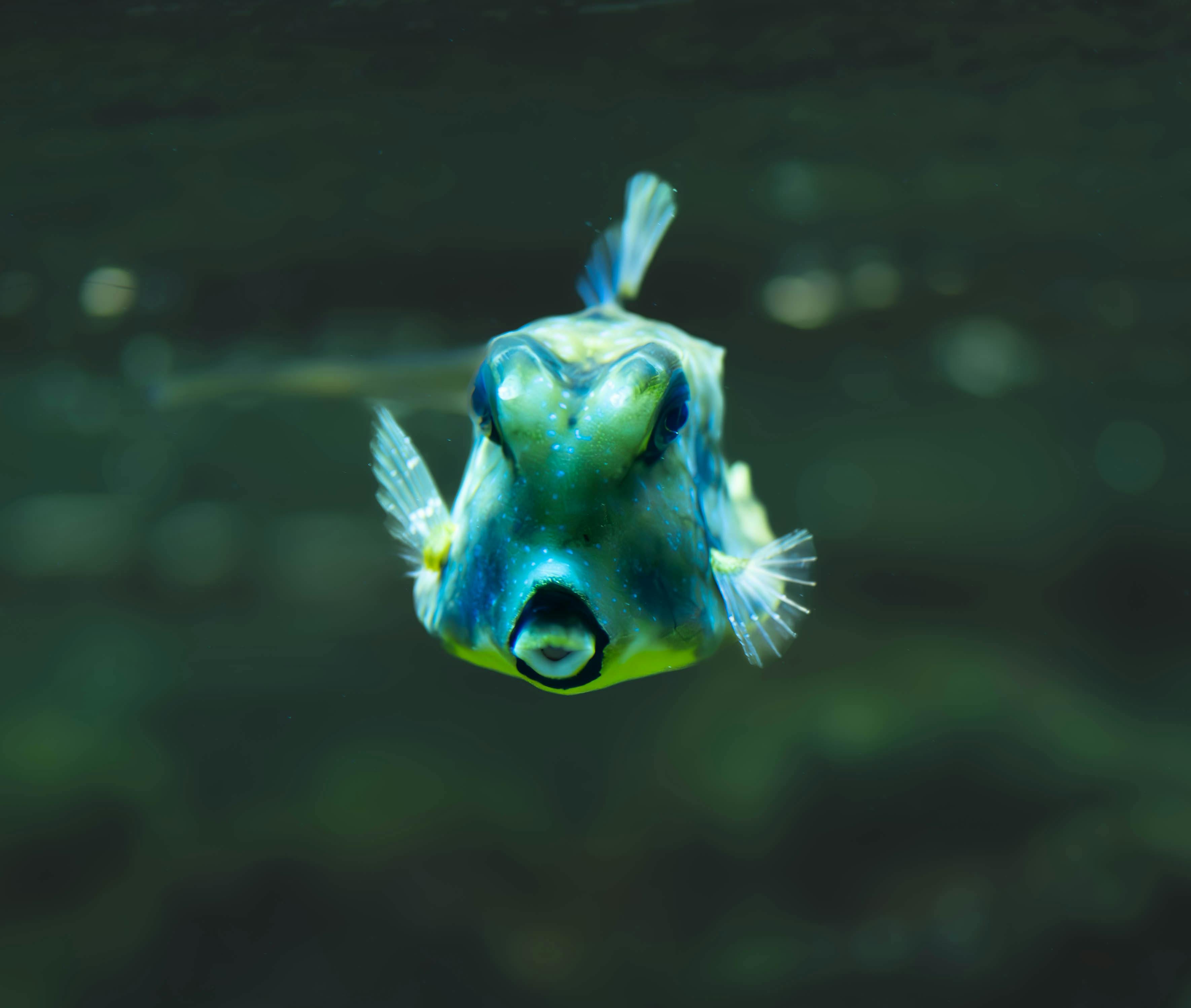 Colorful longhorn cowfish swimming underwater with clear focus and detail.