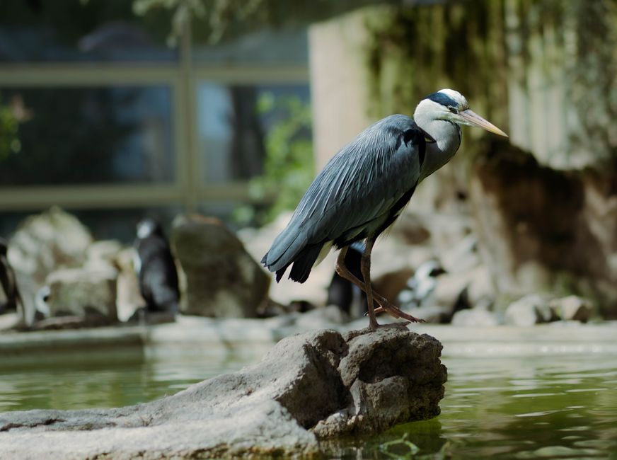 A grey heron perched on a rock by the water in a natural setting, Münster Zoo.