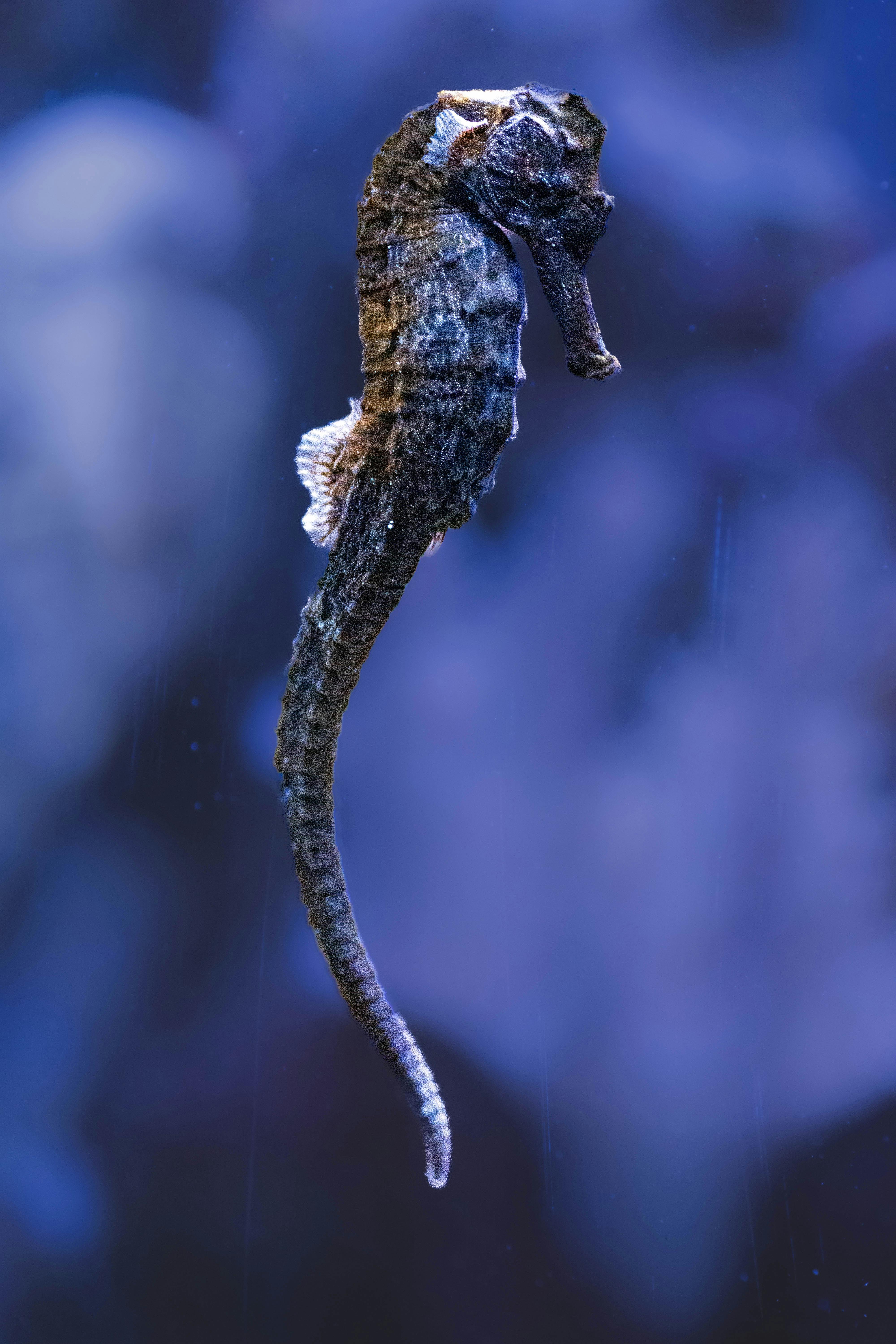 Baltimore Aquarium Photos, Download The BEST Free Baltimore Aquarium