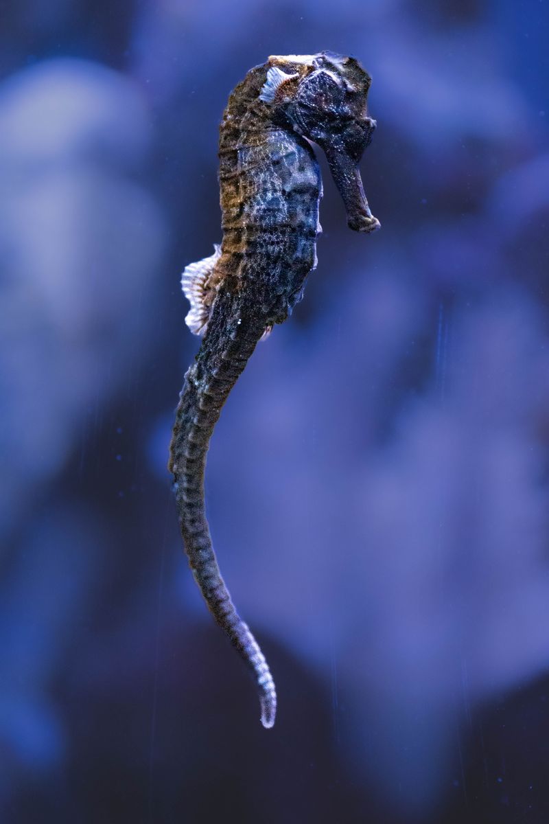 seahorse-photos-download-the-best-free-seahorse-stock-photos-hd-images