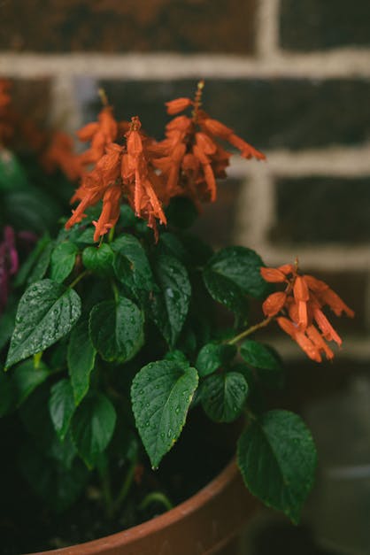  Pot  Plant  With Red  Flowers   Free Stock Photo