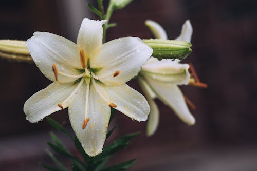 Fotos de stock gratuitas de Flores blancas, gotitas, húmedo