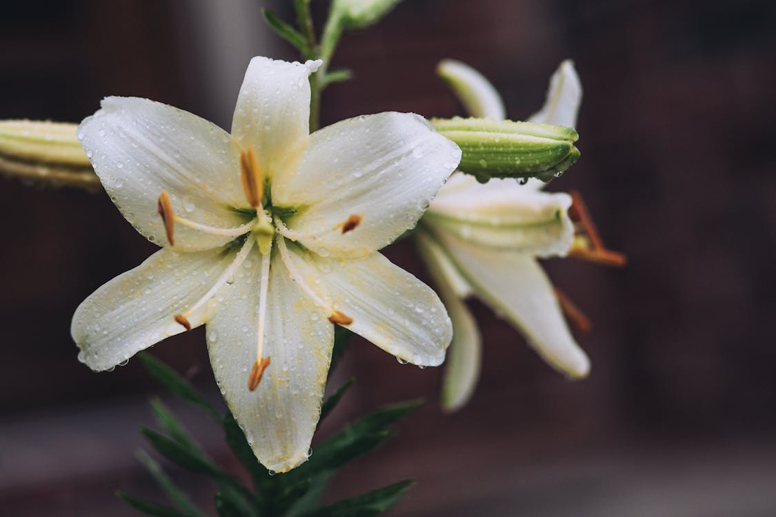 Free stock photo of droplets, lily, wet