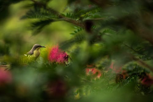 Brązowy Mały Dziobaty Ptak Na Drzewie