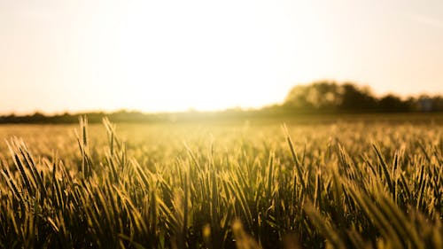 Бесплатное стоковое фото с белое небо, закрыть, зеленая трава