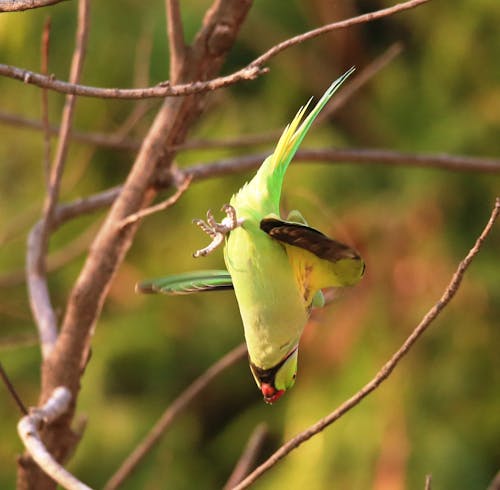 Darmowe zdjęcie z galerii z mucha papuga, nurkowanie ptaków, papuga
