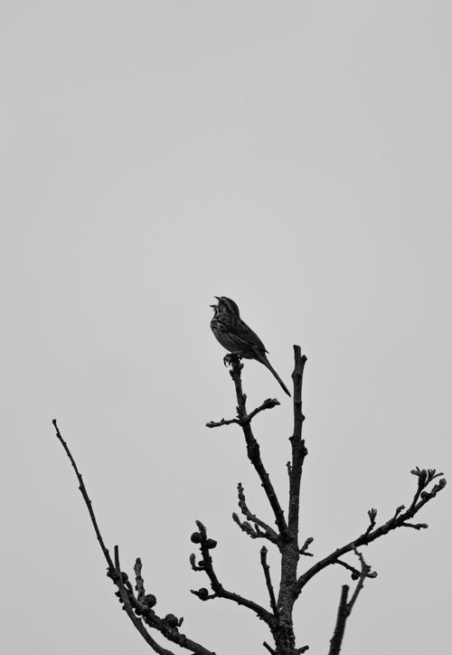 Free A black and white silhouette of a bird singing on a bare tree branch. Stock Photo