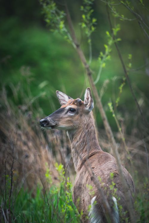 Free Serene close-up of a deer surrounded by lush greenery, capturing the essence of wildlife photography. Stock Photo