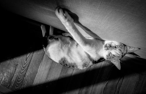 無料 床に横たわっている猫のグレースケール写真 写真素材