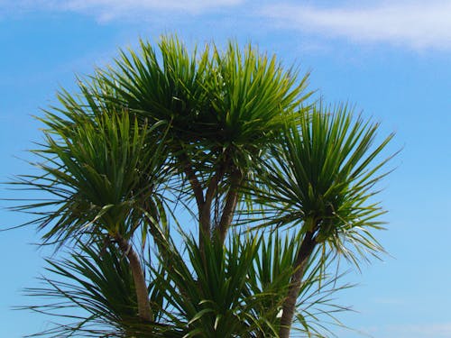 Gratis lagerfoto af arbre, bleu, ciel