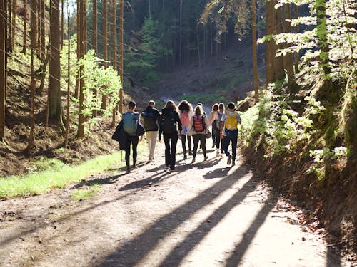 Foto d'estoc gratuïta de Alemanya, bosc, fent excursionisme