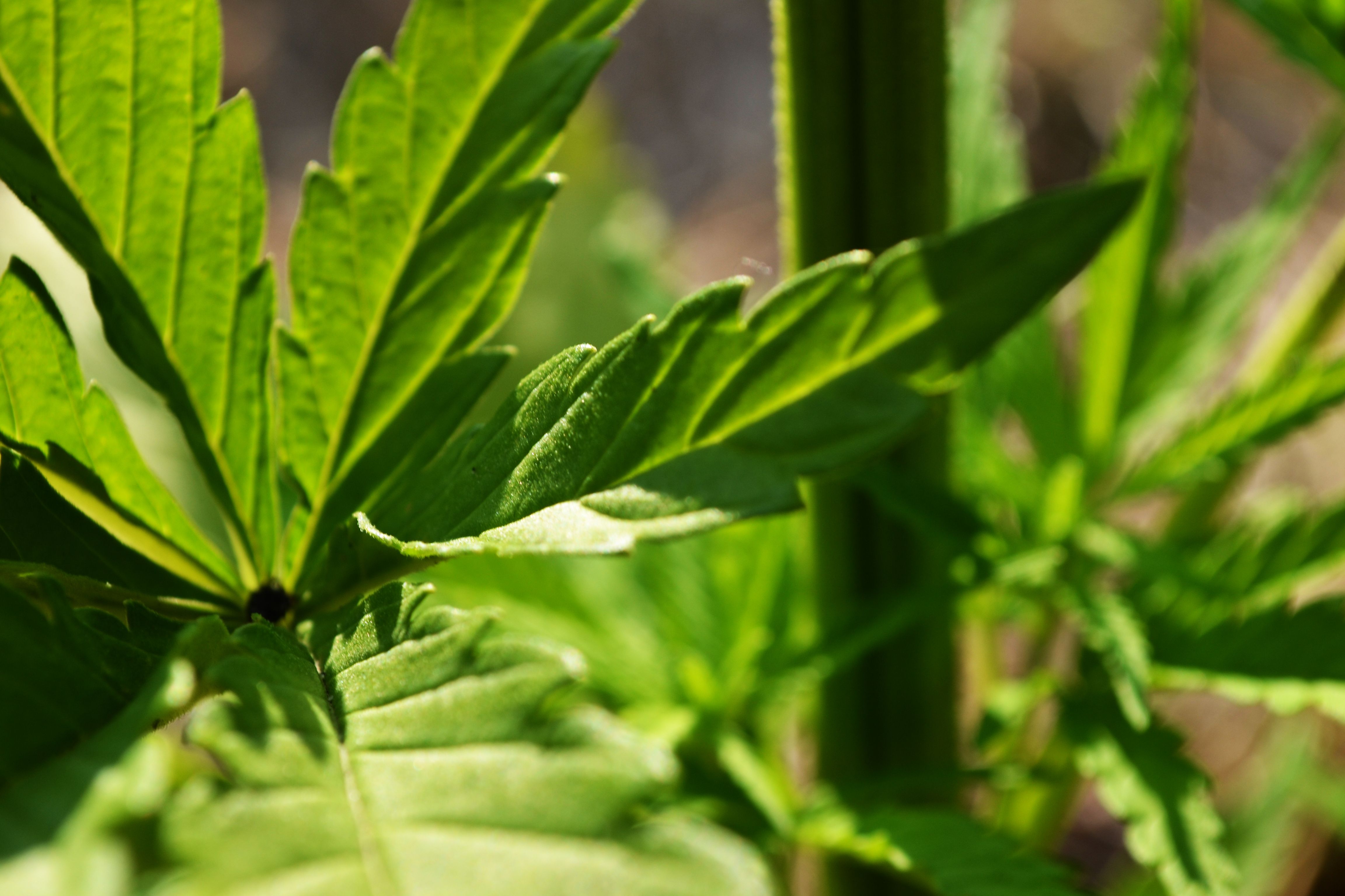 aplicaciones-del-linalool