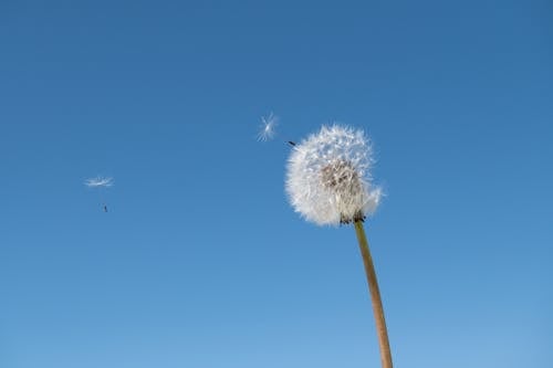 Fotos de stock gratuitas de acuarela de diente de león, al aire libre, aterciopelado